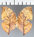  (Zaretis sp. CF01 - CFC18967)  @11 [ ] copyright (2023) Center For Collection-Based Research Center For Collection-Based Research