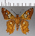  (Myscelus phoronis - CFC18987)  @11 [ ] Copyright (2019) Christer Fahraeus Center For Collection-Based Research