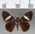  ( - CFC01901)  @11 [ ] Copyright (2018) Christer Fahraeus Center For Collection-Based Research