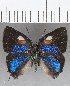  ( - CFC19038)  @11 [ ] Copyright (2019) Christer Fahraeus Center For Collection-Based Research