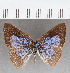  (Theope sp. CF83 - CFC19052)  @11 [ ] copyright (2021) Center For Collection-Based Research Center For Collection-Based Research
