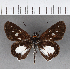  (Troyus drova - CFC19091)  @11 [ ] Copyright (2018) Christer Fahraeus Center For Collection-Based Research