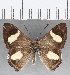  (Siseme peculiaris - CFC19165)  @11 [ ] Copyright (2019) Christer Fahraeus Center For Collection-Based Research
