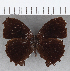  ( - CFC19187)  @11 [ ] copyright (2020) Christer Fahraeus Center For Collection-Based Research