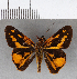  (Molo sp. CF01 - CFC19200)  @13 [ ] Copyright (2018) Christer Fahraeus Center For Collection-Based Research