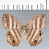  (Magneuptychia kamel - CFC19294)  @11 [ ] copyright (2022) Center For Collection-Based Research Center For Collection-Based Research
