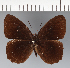  (Pedaliodes sp. CF03 - CFC19443)  @11 [ ] copyright (2023) Center For Collection-Based Research Center For Collection-Based Research