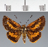  (Hesperiidae_gen sp. CF123 - CFC19460)  @11 [ ] copyright (2023) Center For Collection-Based Research Center For Collection-Based Research