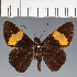  (Hesperiidae_gen sp. CF101 - CFC19463)  @11 [ ] copyright (2023) Center For Collection-Based Research Center For Collection-Based Research