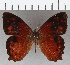  ( - CFC19502)  @11 [ ] copyright (2020) Christer Fahraeus Center For Collection-Based Research