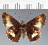  (Hesperiidae_gen sp. CF655 - CFC19581)  @11 [ ] copyright (2023) Center For Collection-Based Research Center For Collection-Based Research
