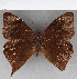  (Corades cybele - CFC19592)  @11 [ ] copyright (2020) Christer Fahraeus Center For Collection-Based Research