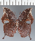  (Zaretis sp. CF02 - CFC19599)  @11 [ ] copyright (2023) Center For Collection-Based Research Center For Collection-Based Research