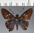  (Hesperiidae_gen sp. CF139 - CFC19651)  @11 [ ] copyright (2023) Center For Collection-Based Research Center For Collection-Based Research