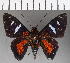  ( - CFC19653)  @11 [ ] Copyright (2018) Christer Fahraeus Center For Collection-Based Research