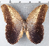  (Caligo placidianus - CFC19724)  @11 [ ] Copyright (2019) Christer Fahraeus Center For Collection-Based Research