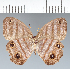  (Magneuptychia harpyia - CFC20254)  @11 [ ] copyright (2022) Center For Collection-Based Research Center For Collection-Based Research