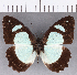  ( - CFC20272)  @11 [ ] Copyright (2019) Christer Fahraeus Center For Collection-Based Research