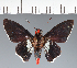  (Hesperiidae_gen sp. CF601 - CFC20371)  @11 [ ] copyright (2023) Center For Collection-Based Research Center For Collection-Based Research