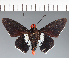  (Hesperiidae_gen sp. CF600 - CFC20372)  @11 [ ] copyright (2023) Center For Collection-Based Research Center For Collection-Based Research