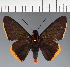  (Hesperiidae_gen sp. CF119 - CFC20376)  @11 [ ] copyright (2023) Center For Collection-Based Research Center For Collection-Based Research