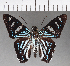  (Phocides thermus - CFC20377)  @11 [ ] Copyright (2018) Christer Fahraeus Center For Collection-Based Research