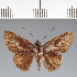  (Hesperiidae_gen sp. CF165 - CFC20421)  @11 [ ] copyright (2023) Center For Collection-Based Research Center For Collection-Based Research