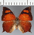  (Anaea sp. CF02 - CFC20529)  @11 [ ] copyright (2023) Center For Collection-Based Research Center For Collection-Based Research