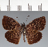  (Hesperiidae_gen sp. CF148 - CFC20690)  @11 [ ] copyright (2023) Center For Collection-Based Research Center For Collection-Based Research