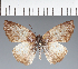  (Hesperiidae_gen sp. CF113 - CFC20693)  @11 [ ] copyright (2023) Center For Collection-Based Research Center For Collection-Based Research