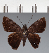  (Hesperiidae_gen sp. CF136 - CFC20697)  @11 [ ] copyright (2023) Center For Collection-Based Research Center For Collection-Based Research