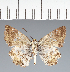 (Hesperiidae_gen sp. CF171 - CFC20718)  @11 [ ] copyright (2023) Center For Collection-Based Research Center For Collection-Based Research