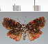  (Hesperiidae_gen sp. CF216 - CFC20727)  @11 [ ] copyright (2023) Center For Collection-Based Research Center For Collection-Based Research