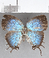  ( - CFC20732)  @11 [ ] Copyright (2019) Christer Fahraeus Center For Collection-Based Research