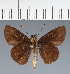  (Hesperiidae_gen sp. CF117 - CFC20744)  @11 [ ] copyright (2023) Center For Collection-Based Research Center For Collection-Based Research
