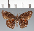  (Hesperiidae_gen sp. CF599 - CFC20755)  @11 [ ] copyright (2023) Center For Collection-Based Research Center For Collection-Based Research