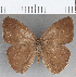  (Taygetina gulnare - CFC20767)  @11 [ ] copyright (2020) Christer Fahraeus Center For Collection-Based Research