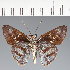  (Hesperiidae_gen sp. CF217 - CFC20769)  @11 [ ] copyright (2023) Center For Collection-Based Research Center For Collection-Based Research