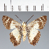  (Hesperiidae_gen sp. CF653 - CFC20774)  @11 [ ] copyright (2023) Center For Collection-Based Research Center For Collection-Based Research