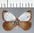  (Argyrophorus sp. CF01 - CFC20807)  @11 [ ] copyright (2023) Center For Collection-Based Research Center For Collection-Based Research