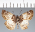  (Hesperiidae_gen sp. CF169 - CFC20853)  @11 [ ] copyright (2023) Center For Collection-Based Research Center For Collection-Based Research