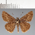  (Hesperiidae_gen sp. CF164 - CFC20859)  @11 [ ] copyright (2023) Center For Collection-Based Research Center For Collection-Based Research