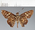  (Hesperiidae_gen sp. CF215 - CFC20900)  @11 [ ] copyright (2023) Center For Collection-Based Research Center For Collection-Based Research