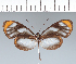  (Hypoleria sarepta - CFC20960)  @11 [ ] copyright (2022) Center For Collection-Based Research Center For Collection-Based Research