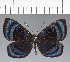  ( - CFC21041)  @11 [ ] copyright (2022) Center For Collection-Based Research Center For Collection-Based Research