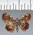  (Hesperiidae_gen sp. CF591 - CFC21115)  @11 [ ] copyright (2023) Center For Collection-Based Research Center For Collection-Based Research