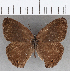  (Koutalina - CFC21125)  @11 [ ] copyright (2020) Christer Fahraeus Center For Collection-Based Research