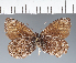  (Argyrophorus sp. CF02 - CFC21151)  @11 [ ] copyright (2023) Center For Collection-Based Research Center For Collection-Based Research