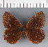  (Pedaliodes sp. CF05 - CFC21188)  @11 [ ] copyright (2023) Center For Collection-Based Research Center For Collection-Based Research