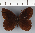  (Pedaliodes sp. CF14 - CFC21193)  @11 [ ] copyright (2023) Center For Collection-Based Research Center For Collection-Based Research